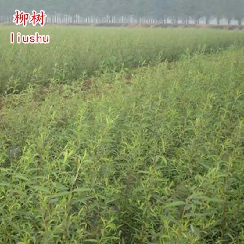 金丝垂柳苗黄皮垂柳苗【速生生长速度快】成活率高