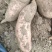 新鲜自家地瓜老品种西瓜红和白哈蜜甜糯粉批发