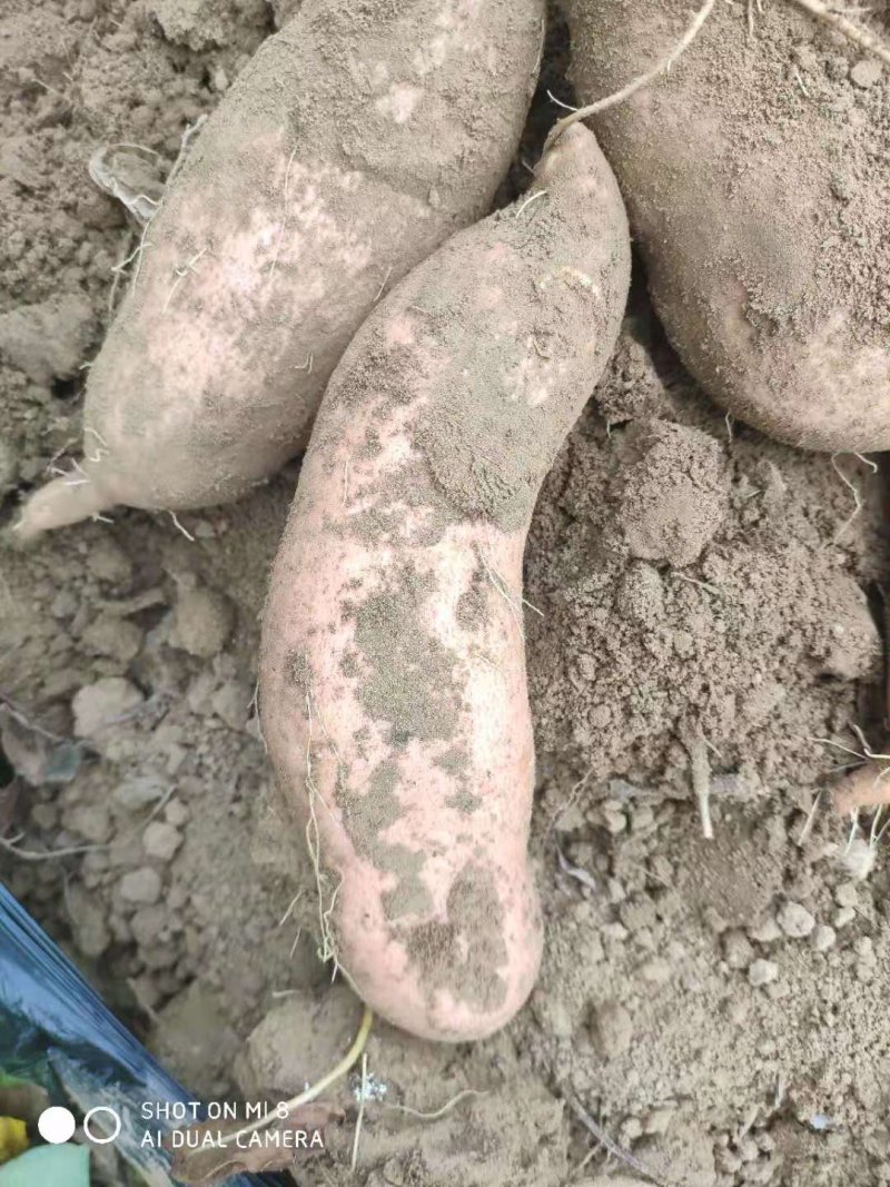 新鲜自家地瓜老品种西瓜红和白哈蜜甜糯粉批发