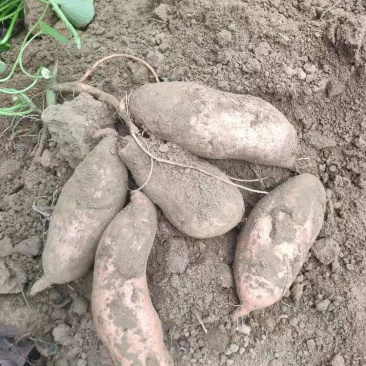 新鲜自家地瓜老品种西瓜红和白哈蜜甜糯粉批发