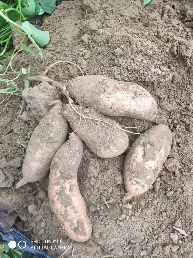 新鲜自家地瓜老品种西瓜红和白哈蜜甜糯粉批发