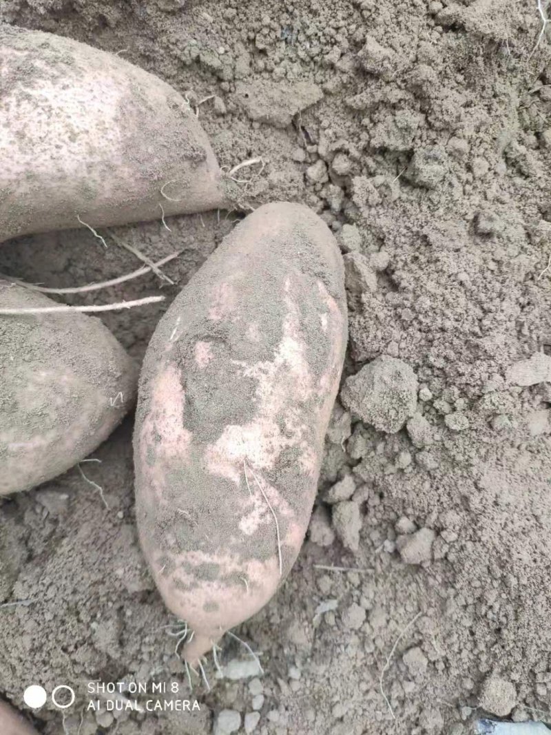 新鲜自家地瓜老品种西瓜红和白哈蜜甜糯粉批发
