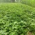 新鲜自家地瓜老品种西瓜红和白哈蜜甜糯粉批发