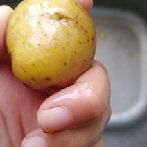 小土豆恩施产黄心土豆10克硬币大小，鸡蛋大小50斤一包
