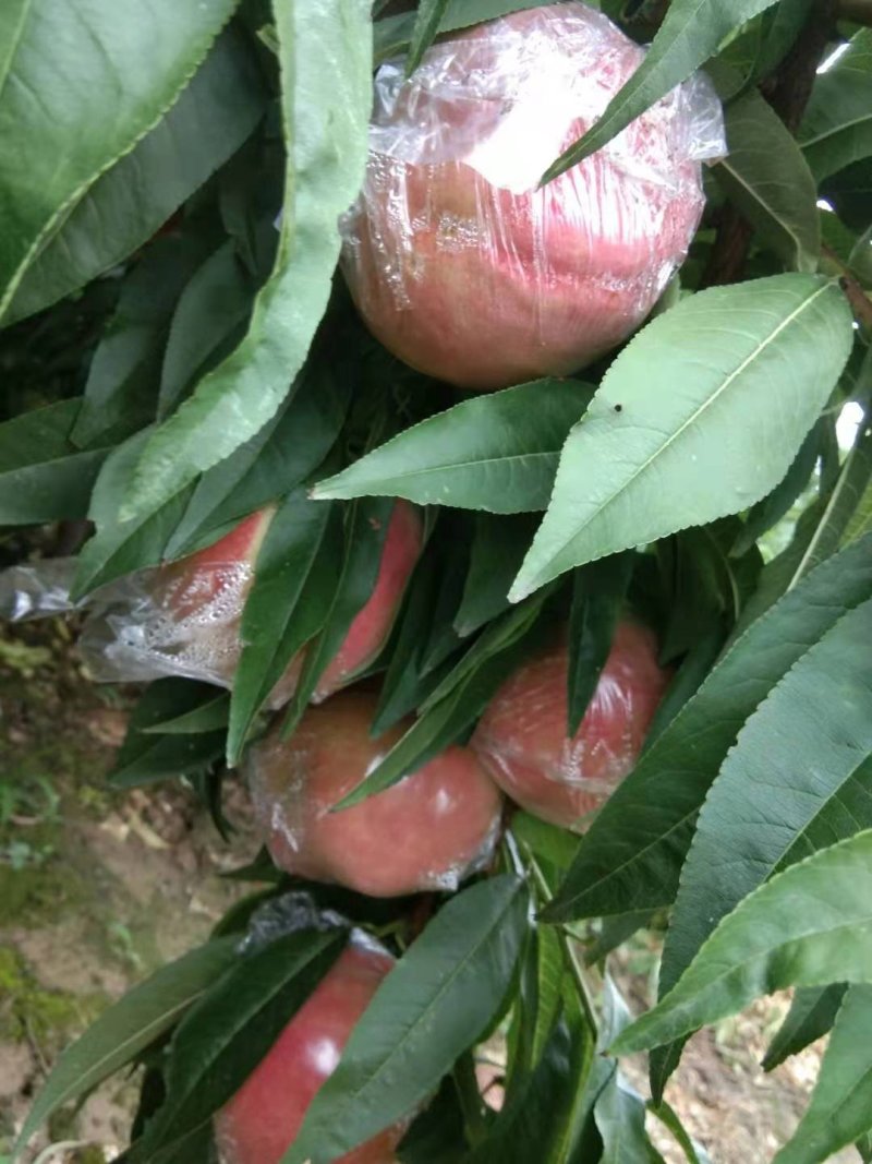 膜袋阿布白毛桃大量上市