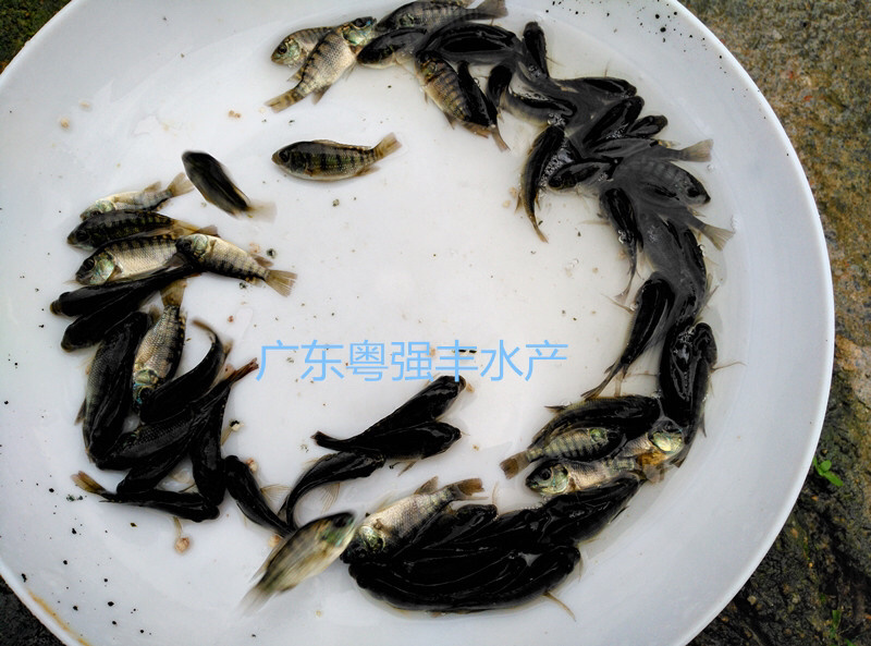 大量出售罗非鱼苗，新吉富罗非鱼苗