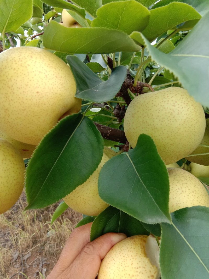 光果黄金梨已上市,皮薄脆甜纯黄色,大园子可供大小车发送