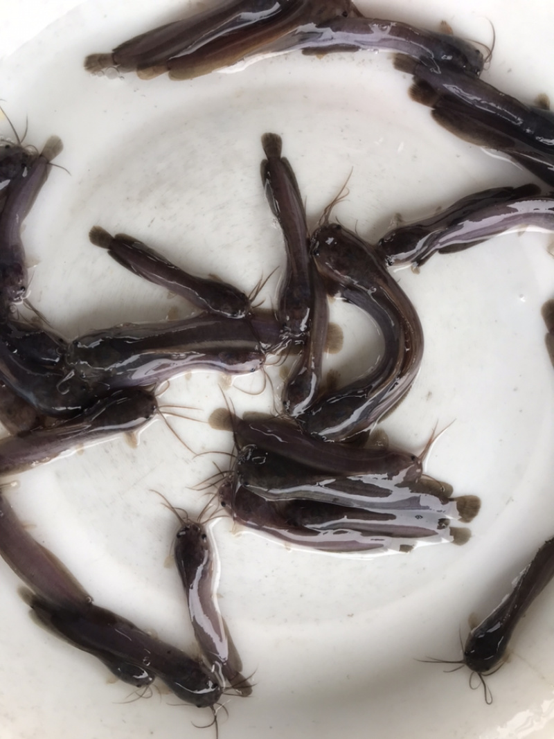 胡子鲶苗塘虱鱼苗供应