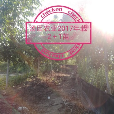 碧根果苗，薄壳山核桃苗，良种嫁接苗，一件代发，支持验货