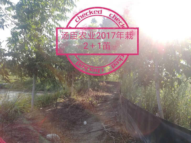 碧根果苗，薄壳山核桃苗，良种嫁接苗，一件代发，支持验货
