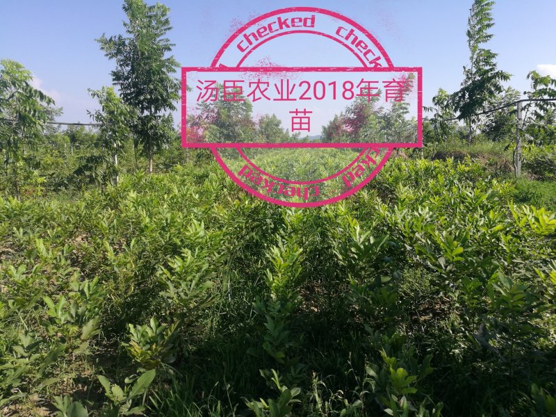 碧根果苗，薄壳山核桃苗，良种嫁接苗，一件代发，支持验货
