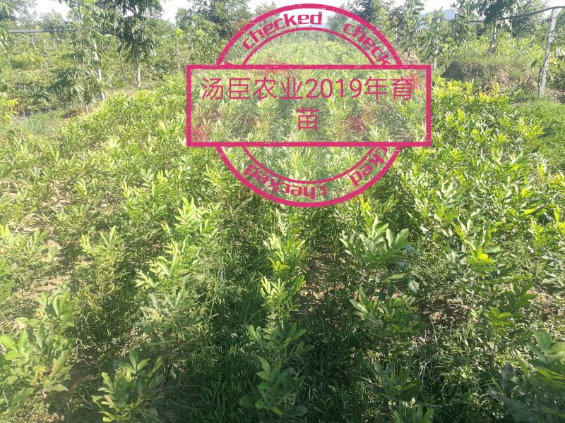 碧根果苗，薄壳山核桃苗，良种嫁接苗，一件代发，支持验货