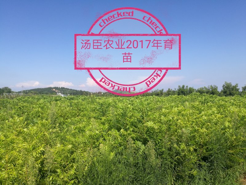 碧根果苗，薄壳山核桃苗，良种嫁接苗，一件代发，支持验货