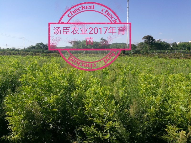 碧根果苗，薄壳山核桃苗，良种嫁接苗，一件代发，支持验货
