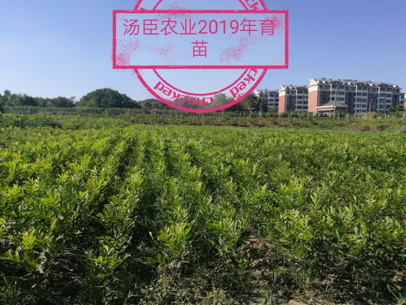 碧根果苗，薄壳山核桃苗，良种嫁接苗，一件代发，支持验货