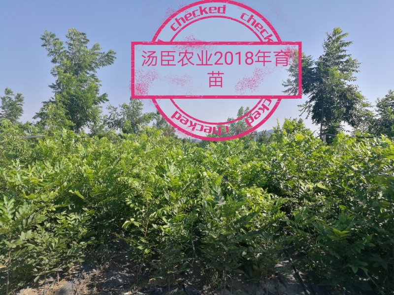 碧根果苗，薄壳山核桃苗，良种嫁接苗，一件代发，支持验货