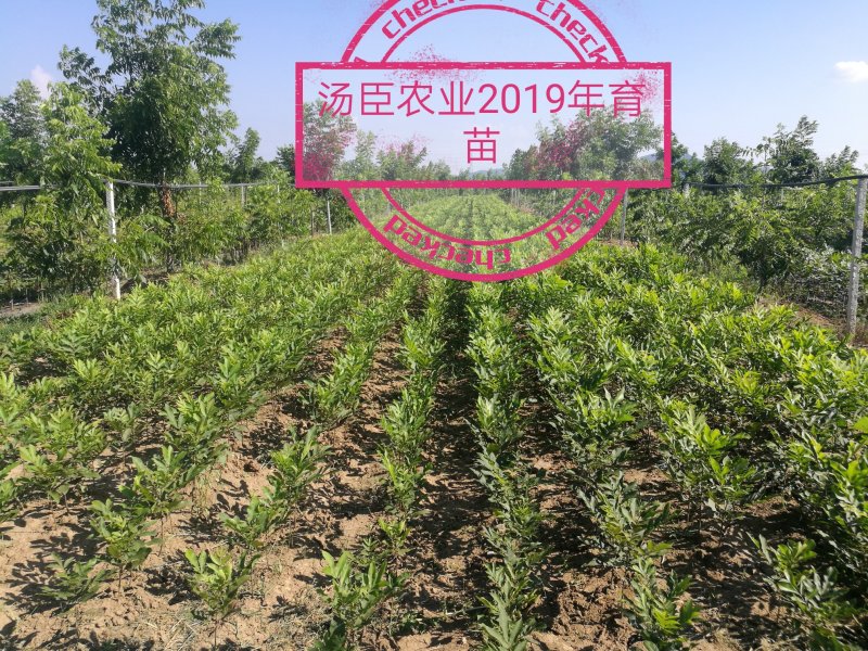 碧根果苗，薄壳山核桃苗，良种嫁接苗，一件代发，支持验货