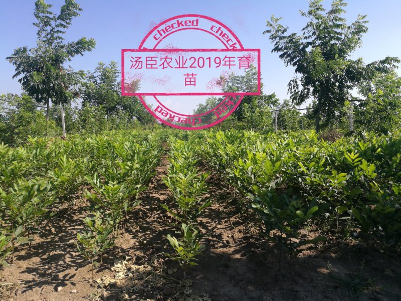 碧根果苗，薄壳山核桃苗，良种嫁接苗，一件代发，支持验货