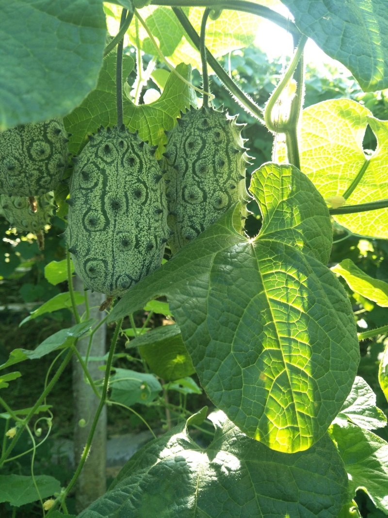 火参果刺角瓜基地种植一手货源