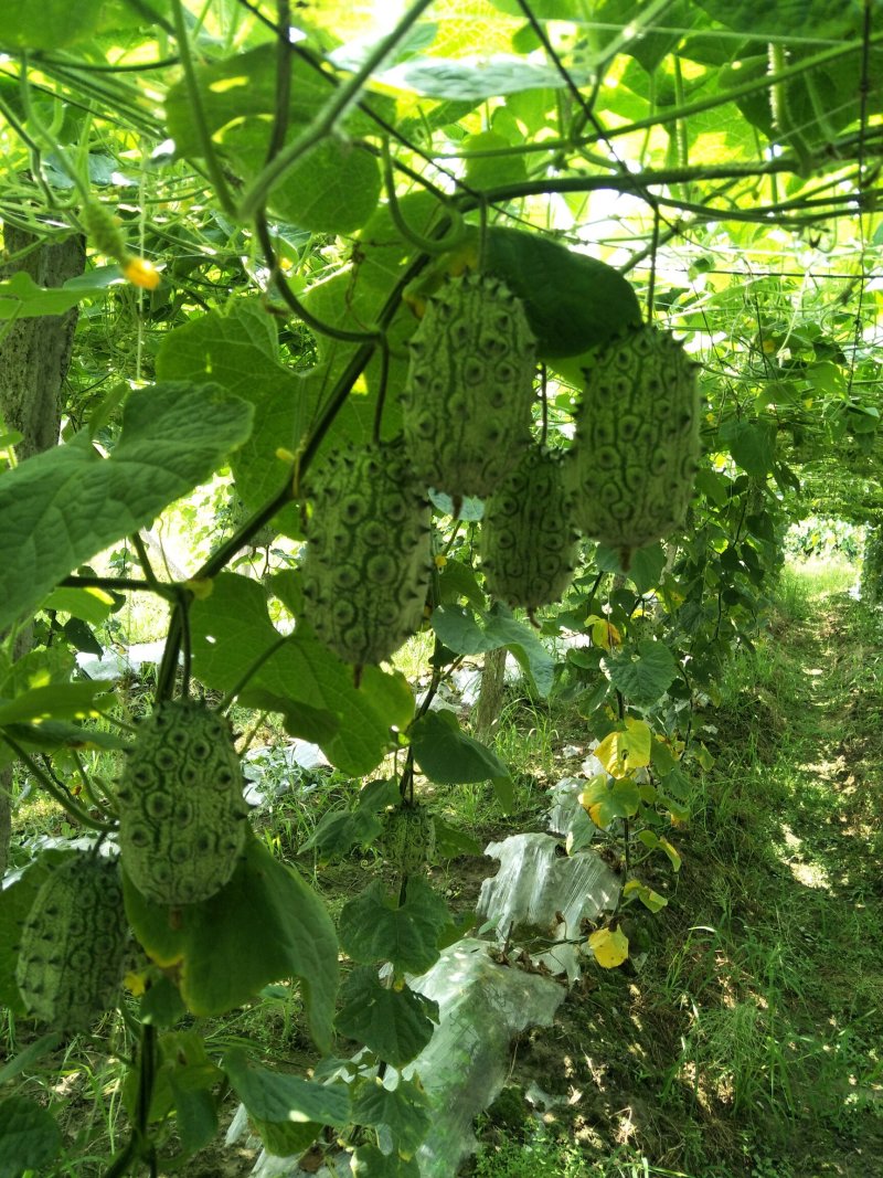 火参果刺角瓜基地种植一手货源