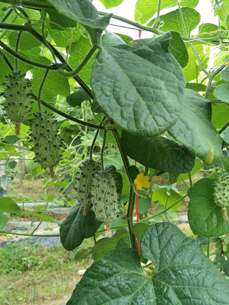 火参果刺角瓜基地种植一手货源