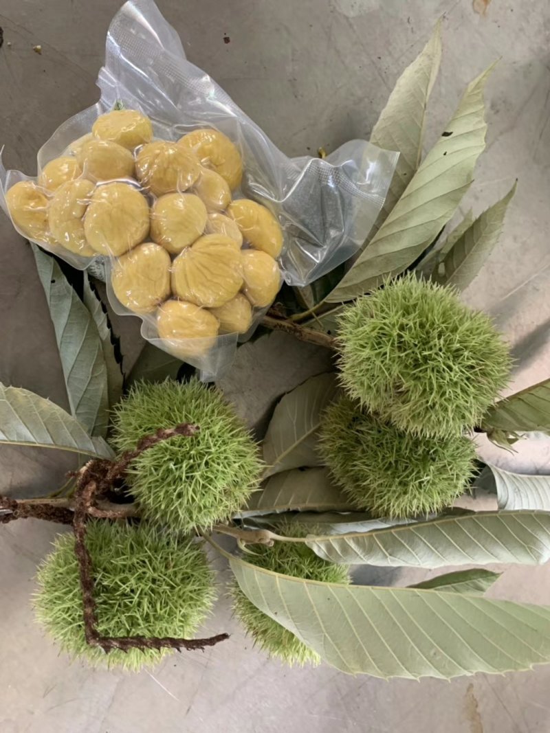 油栗