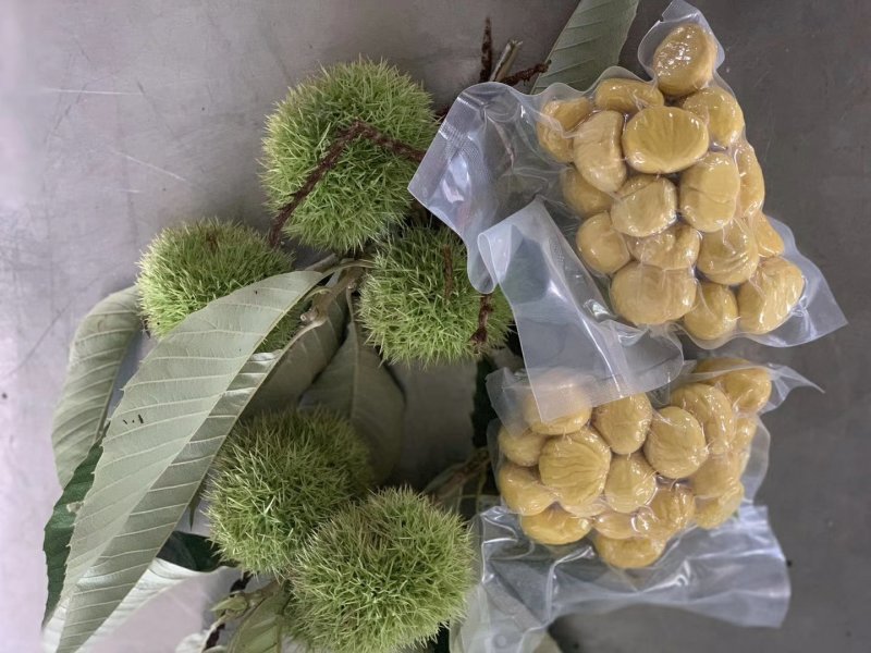 油栗