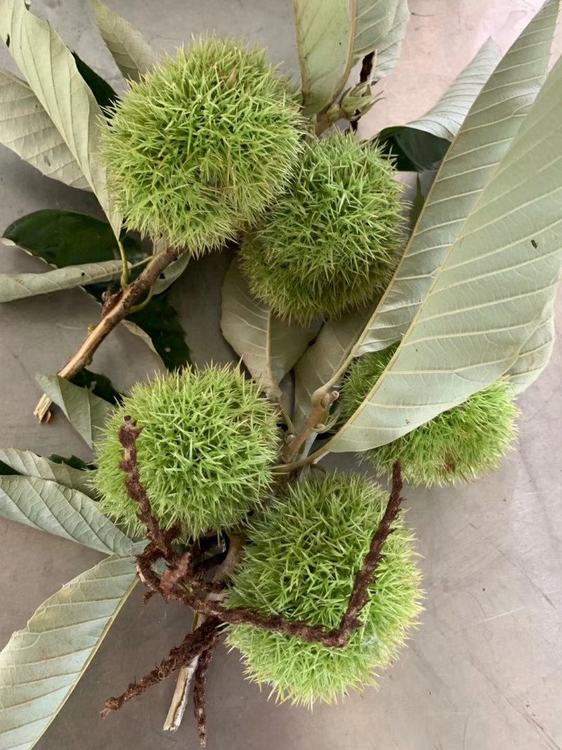 油栗