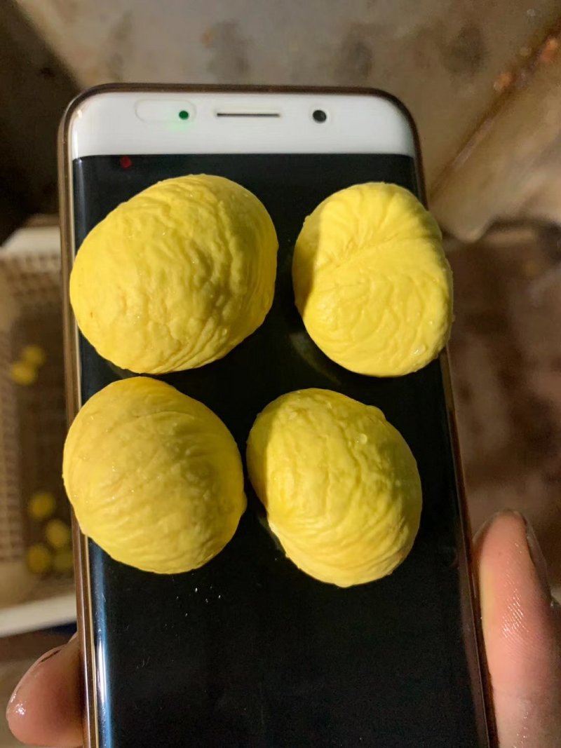 油栗