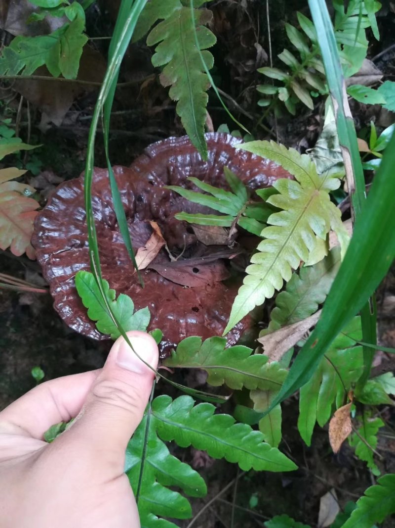 枫树灵芝，野生灵芝，竹灵芝，赤灵芝————