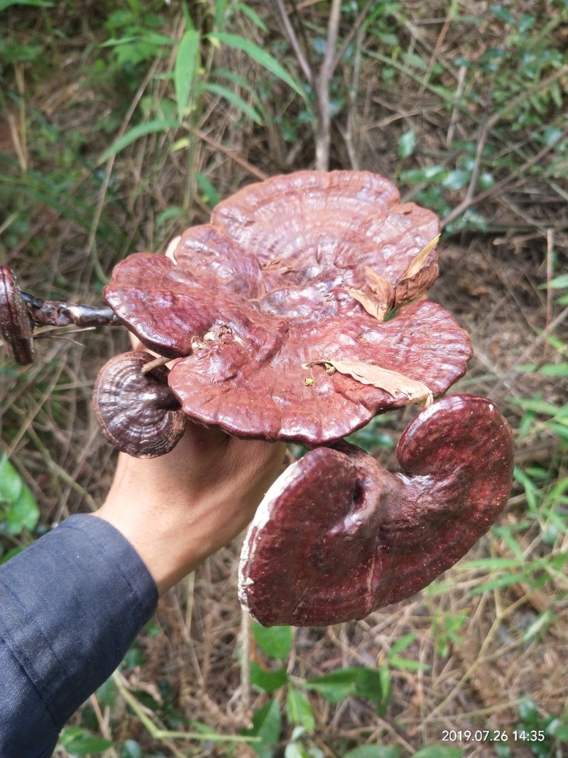 枫树灵芝，野生灵芝，竹灵芝，赤灵芝————