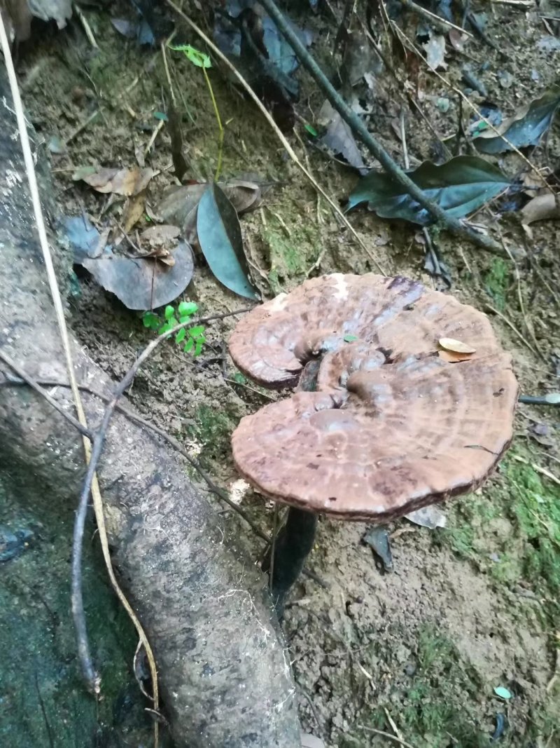 枫树灵芝，野生灵芝，竹灵芝，赤灵芝————