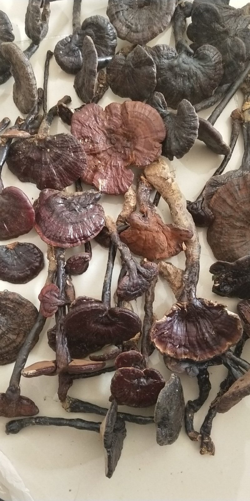 枫树灵芝，野生灵芝，竹灵芝，赤灵芝————