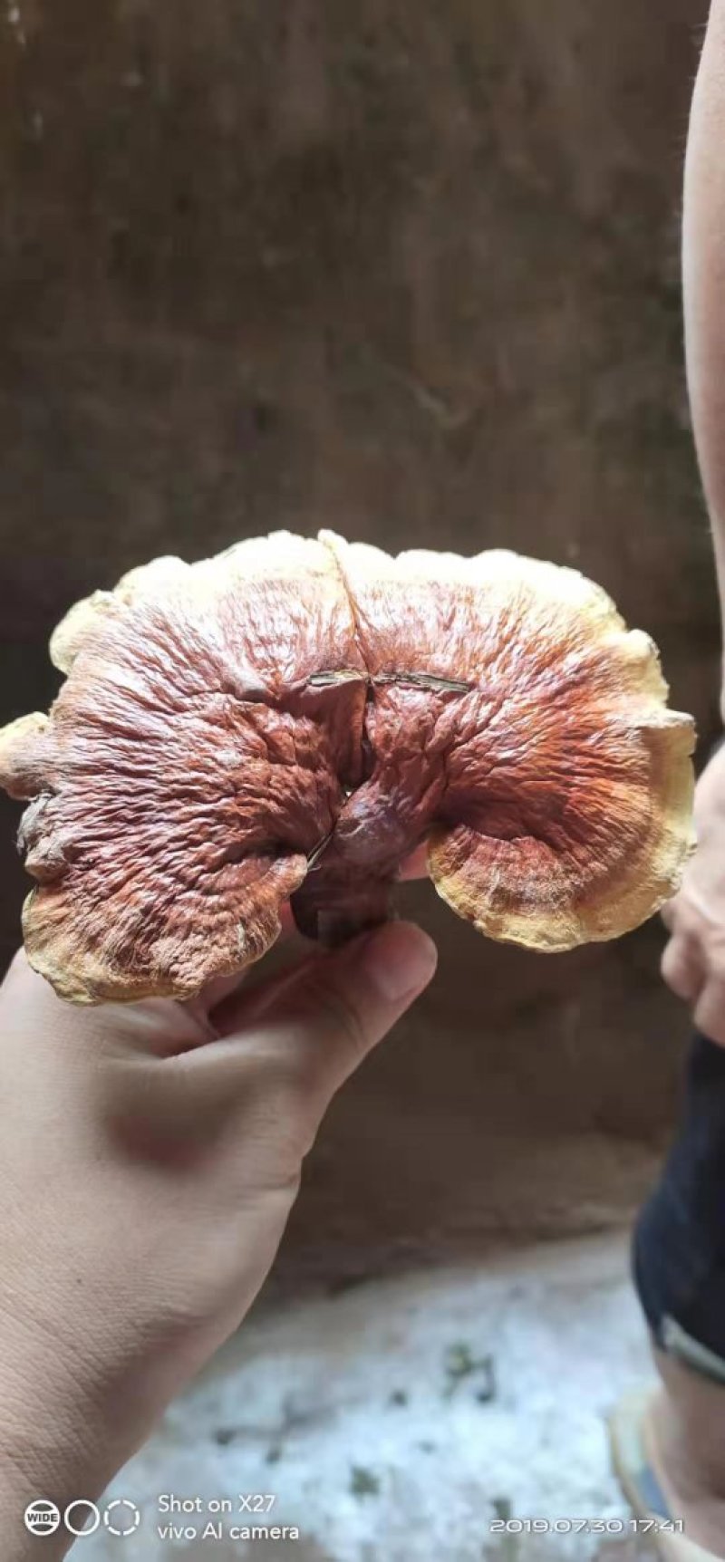 野生灵芝。