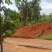 清香木