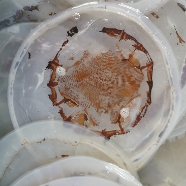 黄海海蜇绵蜇海蜇头