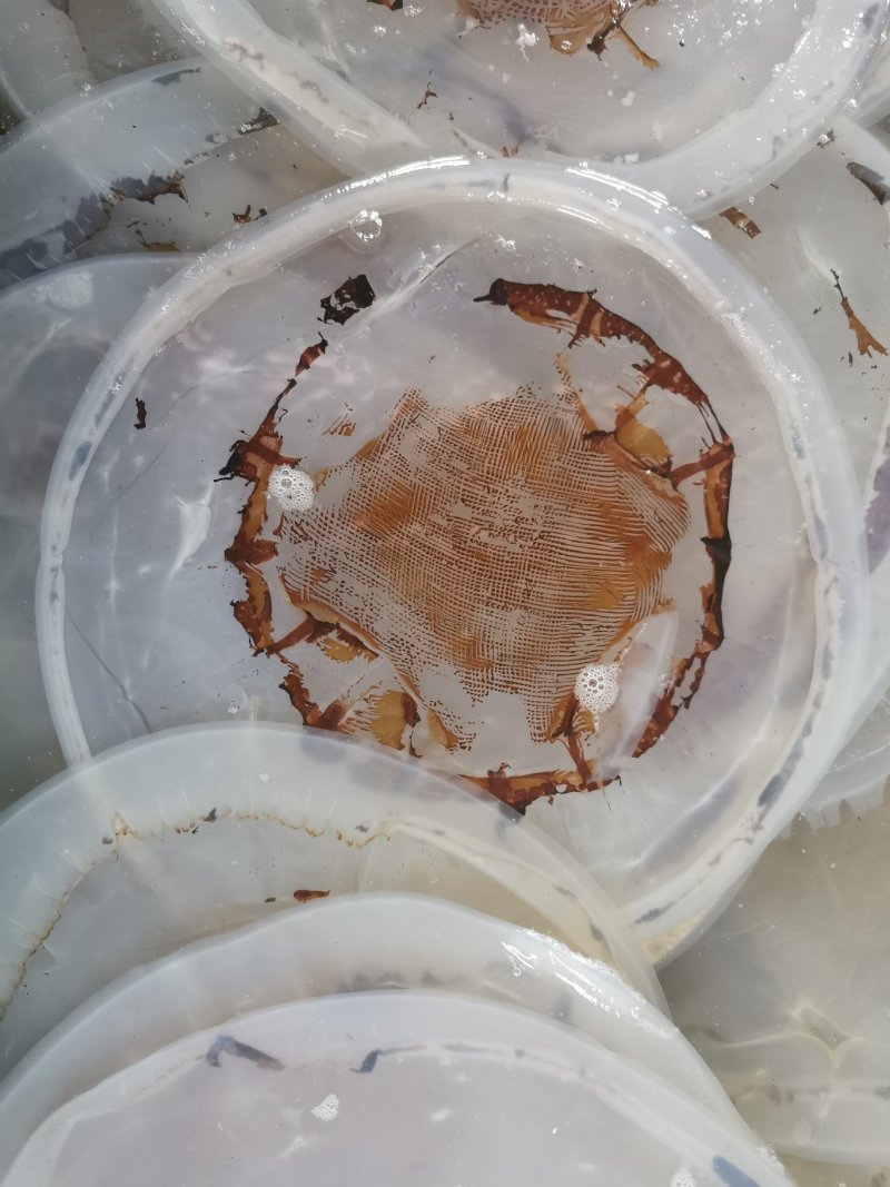 黄海海蜇绵蜇海蜇头