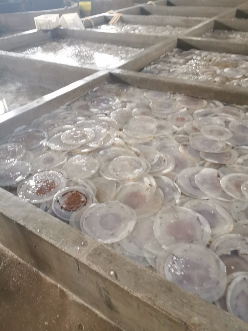 黄海海蜇绵蜇海蜇头
