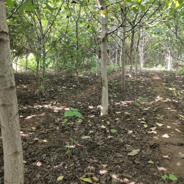 核桃树