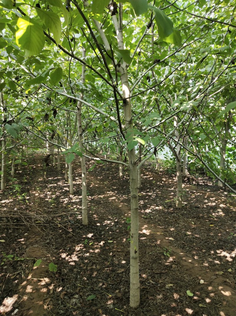 核桃树