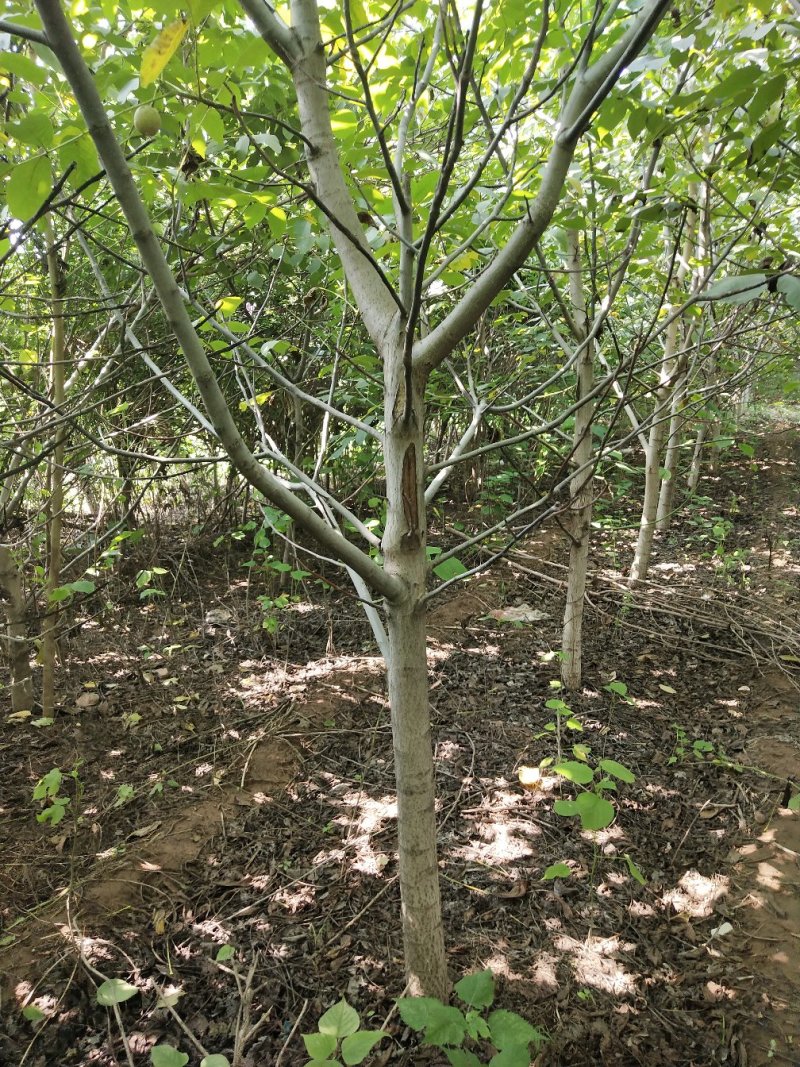 核桃树