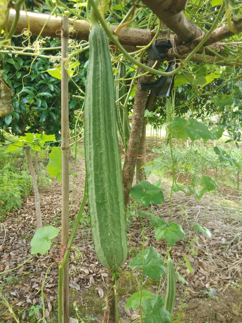 丝瓜6月份上市产地直供丝瓜苦瓜豆角青瓜香芋