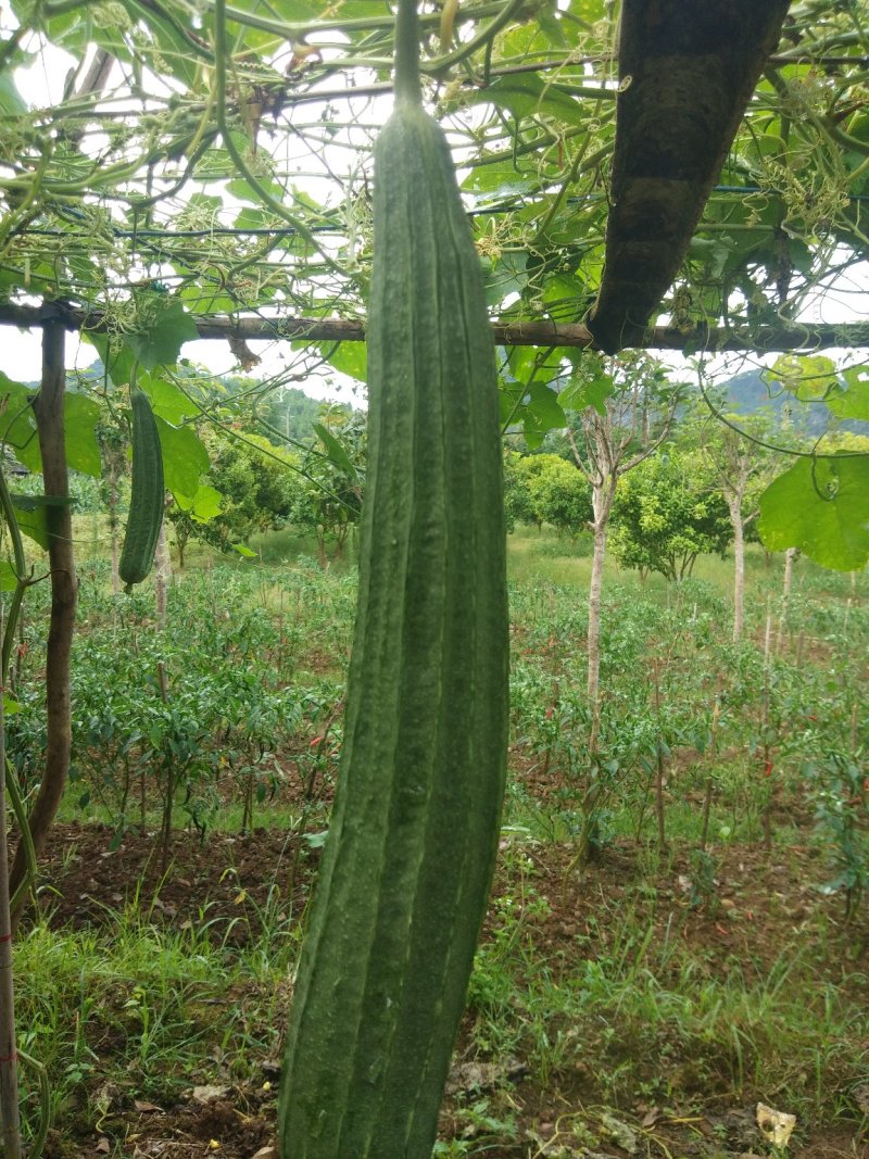 丝瓜6月份上市产地直供丝瓜苦瓜豆角青瓜香芋