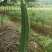 丝瓜6月份上市产地直供丝瓜苦瓜豆角青瓜香芋
