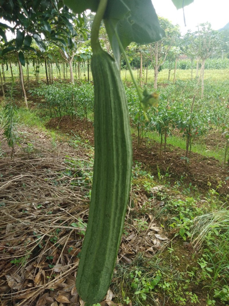 丝瓜6月份上市产地直供丝瓜苦瓜豆角青瓜香芋