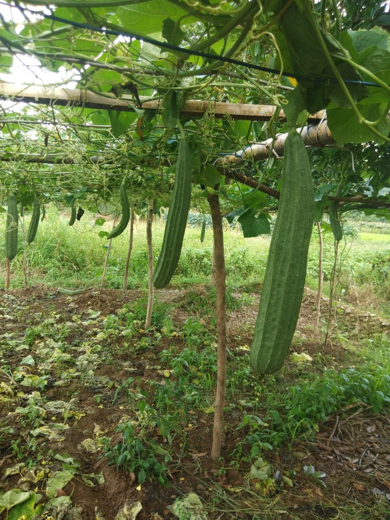 丝瓜6月份上市产地直供丝瓜苦瓜豆角青瓜香芋