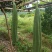 丝瓜6月份上市产地直供丝瓜苦瓜豆角青瓜香芋