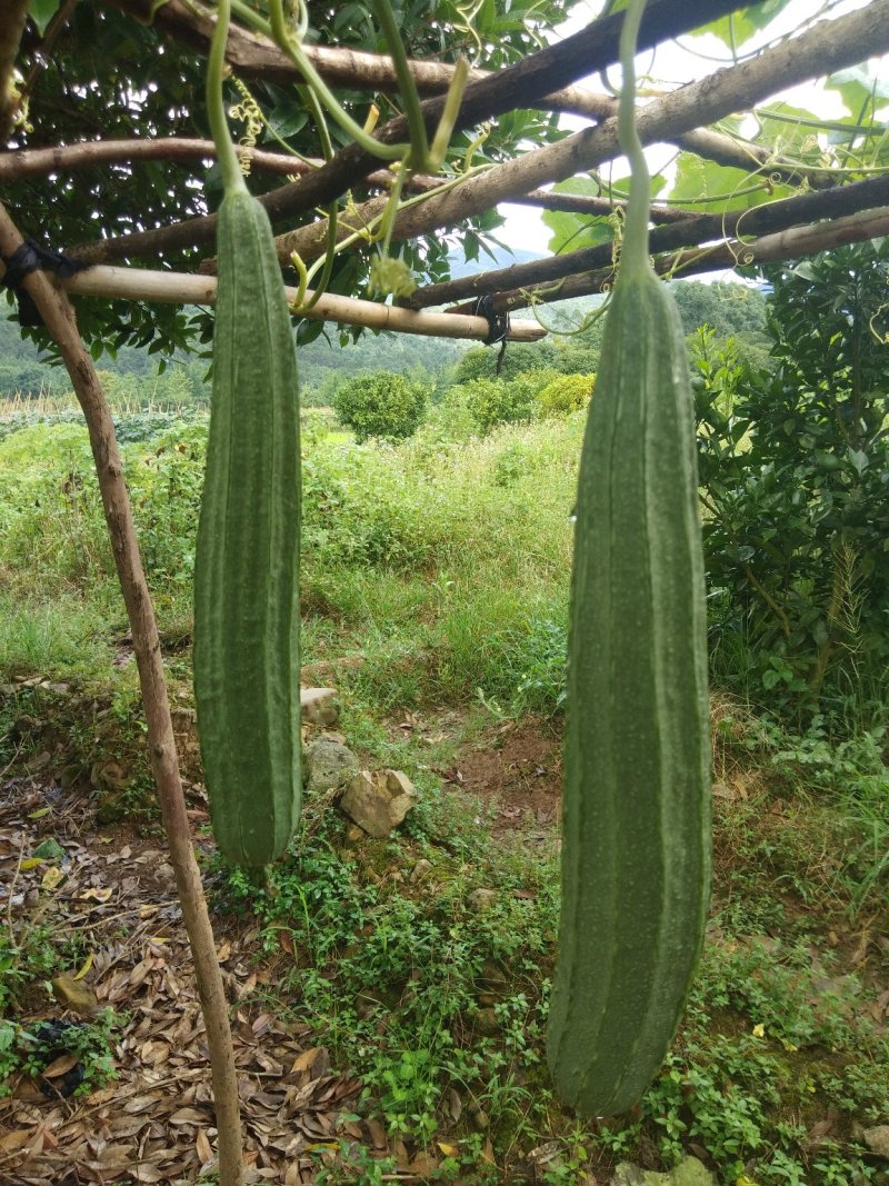 丝瓜6月份上市产地直供丝瓜苦瓜豆角青瓜香芋
