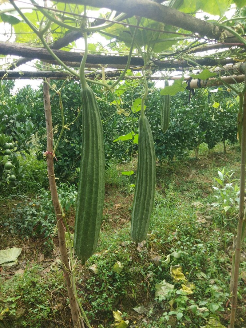 丝瓜6月份上市产地直供丝瓜苦瓜豆角青瓜香芋
