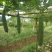 丝瓜6月份上市产地直供丝瓜苦瓜豆角青瓜香芋